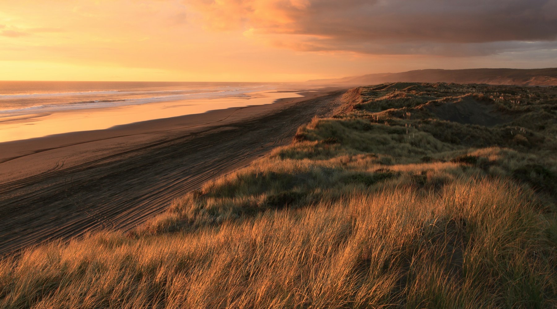 Golden coastal dune grass at sunrise